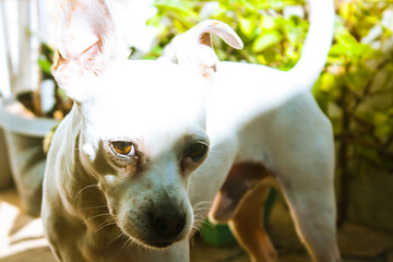 dog and cat
