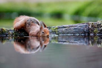 Eurasian red squirrel (Sciurus vulgaris)  searching for food in the forest of Noord Brabant in the Netherlands.