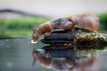Eurasian red squirrel (Sciurus vulgaris)  searching for food in the forest of Noord Brabant in the Netherlands.
