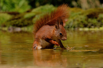 Eurasian red squirrel (Sciurus vulgaris)  searching for food in the forest of Noord Brabant in the Netherlands.