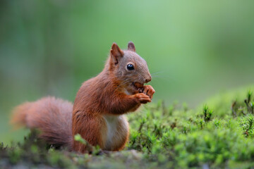 Eurasian red squirrel (Sciurus vulgaris)  searching for food in the forest of Noord Brabant in the Netherlands.