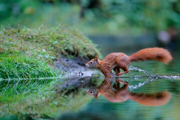 Eurasian red squirrel (Sciurus vulgaris)  searching for food in the forest of Noord Brabant in the Netherlands.