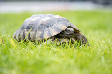 Turtle Testudo Marginata european landturtle walking on green grass closeup wildlife