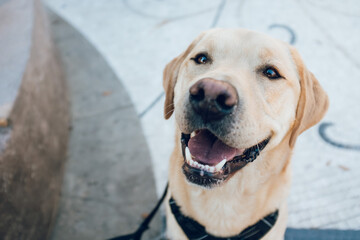 Cute Yellow Labrador Retriever 