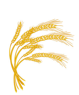 Vector wheat ears spikelets with grains. Realistic oat bunch, yellow sereals for backery, flour production design. Whole stalks, organic vegetarian food packaging element. Isolated illustration