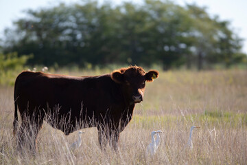 Angus en el campo argentino