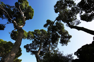 Chiome di pini marittimi in un parco si stagliano sull’azzurro intenso del cielo in una giornata d’estate