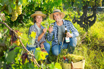 Naklejka na ściany i meble Couple of successful winegrowers tasting white wine in vineyard during harvest