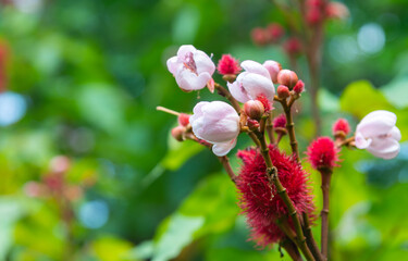 The flowers of Bixa orellana or Anatto tree bloom on the tree in the garden on blur nature background.