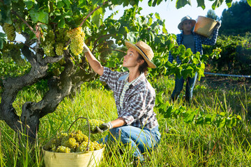 Naklejka na ściany i meble Young woman gardener in hat picking fresh grapes in sunny garden