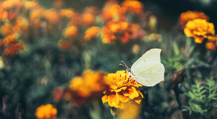  Yellow blooming summer marigold flowers