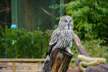 Great grey owl