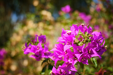 Purple flowers of thorny ornamental Bougainvillea spectabilis