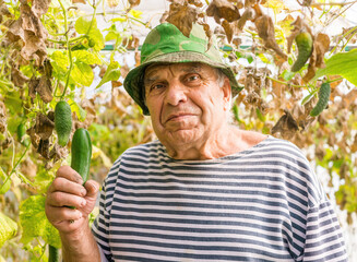 Elderly man in rural autumn vegetable greenhouse