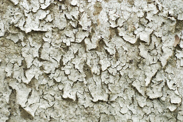Dried and Cracked Wall