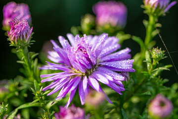 Obraz premium Lilac autumn spray asters on a green background close-up