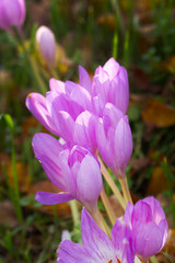 Lilac autumn flowers of colchicum on a background of fallen leaves