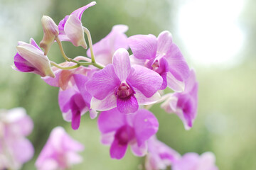 Fototapeta na wymiar Panicle of Orchids