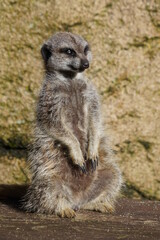 Meerkat
