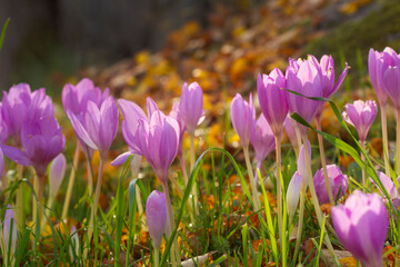 Lilac autumn flowers of colchicum on a background of fallen leaves