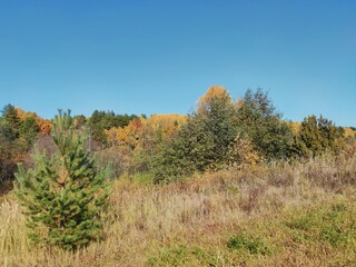 Fototapeta premium autumn trees against the blue sky in a sunny landscape