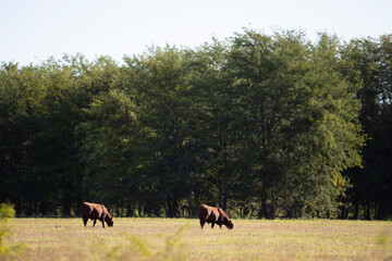 Angus en el campo argentino