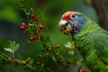 red-tailed amazon portrait in nature