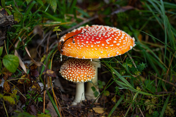 Forest wild mushroom fly agaric on the background of grass and fallen leaves