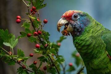 red-tailed amazon portrait in nature