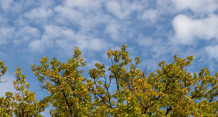 Fototapeta premium Yellow oak leaves on a background of blue sky in autumn.