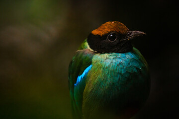 western hooded pitta portrait in nature