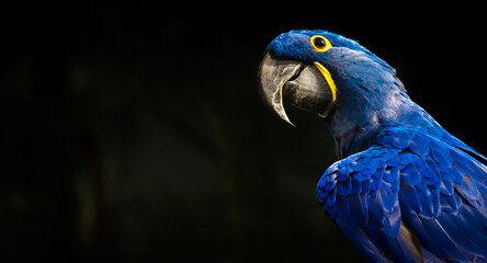 hyacinth macaw portrait on sunny - 383306287