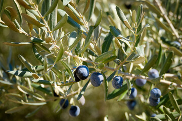 Ripe olives hang on the branches of an olive tree