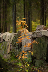 Young yellow autumn mountain ash on the background of a stone wall