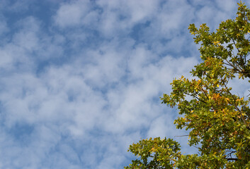 Yellow oak leaves on a background of blue sky in autumn.