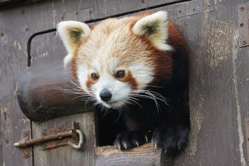 Red panda