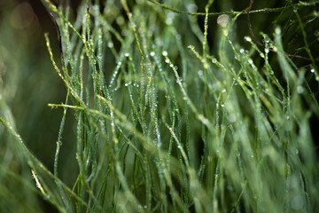 Green horsetail in dew drops close-up