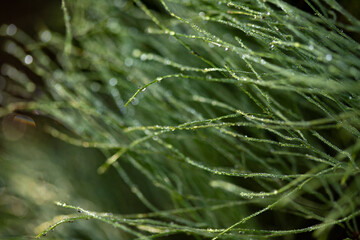 Green horsetail in dew drops close-up