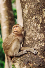 Long tail Macaque Monkey sit on big tree in tropical forest
