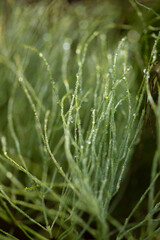 Green horsetail in dew drops close-up