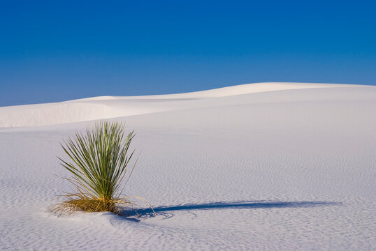 A Soaptree Yucca found in the harsh environment of White Sands desert..
