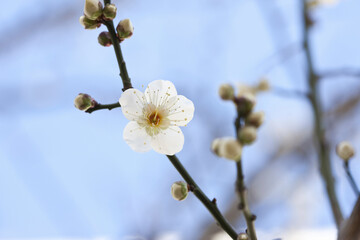 梅の花