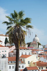 Fototapeta na wymiar Closeup of palm tree on alfama landscape background in Lisbon - Portugal