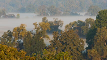 Aussicht vom Turm der Wallwitzburg bei Dessau über Bäume im dichten Nebel am Morgen im Herbst