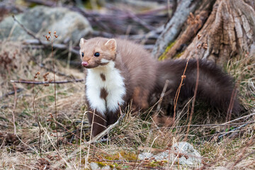 Stone marten, Martes foina, with clear green background. Beech marten, detail portrait of forest...