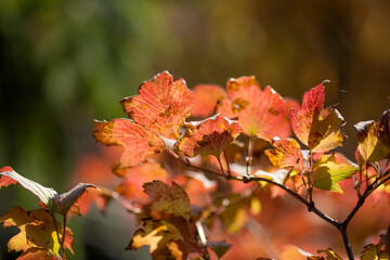 Bright red leaves of autumn viburnum illuminated by the sun