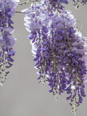 Flores de glicinia color violeta en vistosos racimos en primavera.
La wisteria, glicina o glicinia (Wisteria sinensis) es una maravillosa enredadera capaz de cubrir cualquier fachada 