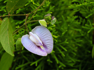 Light violet color flower of a wild pulse plant