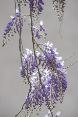Flores de glicinia color violeta en vistosos racimos en primavera.
La wisteria, glicina o glicinia...