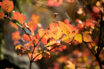 Obraz premium Bright red leaves of autumn viburnum illuminated by the sun